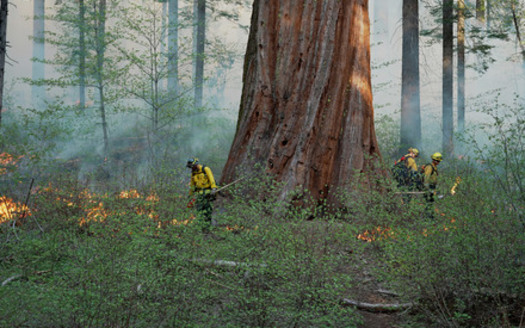 A bill called Save Our Sequoias to fund wildfire resilience is tucked into this year's farm bill, currently being negotiated in Congress. (Save the Redwoods League)