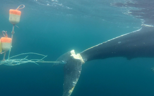 Humpback whales sometimes get tangled up in ropes from discarded crab fishing gear. (Jenn Tackaberry/Kiirsten Flynn/National Marine Fisheries Service)