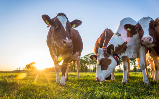 Agricultural researchers say practices such as managed grazing help independent farmers work around industry forces, such as corporate consolidation. (Adobe Stock)