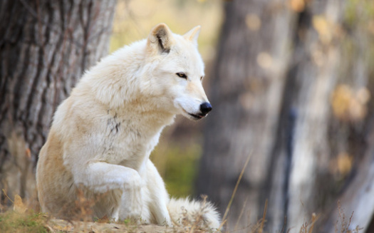 Montana is home to about 1,100 wolves, according to state wildlife officials. (Adobe Stock) 