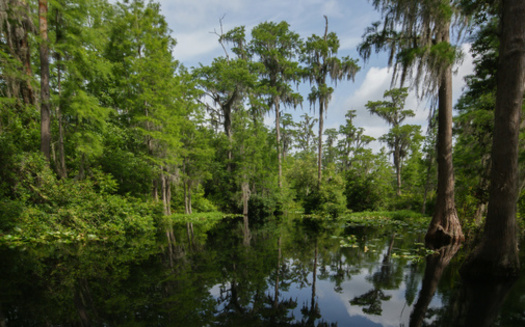 The Okefenokee National Wildlife Refuge is the largest blackwater wetland ecosystem and the least disturbed freshwater ecosystem on the Atlantic Coastal Plain. (Adobe Stock)