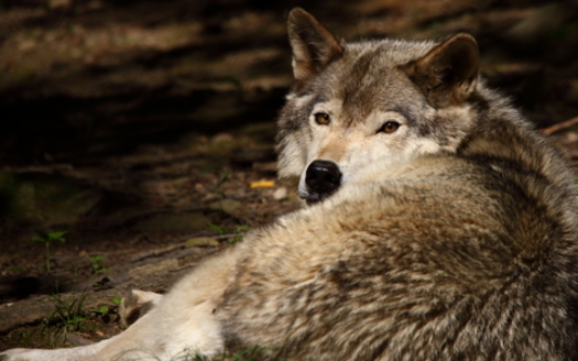 Government-sponsored poisoning and trapping campaigns in the 1930s mostly exterminated the U.S. wolf population. (WikiCommons)