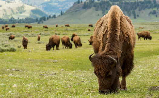 For centuries before Europeans arrived in North America, the buffalo not only provided Indigenous societies powerful spiritual support and healing, but also food, clothing, toys, tools, shelter and other necessities of life. (Adobe Stock)