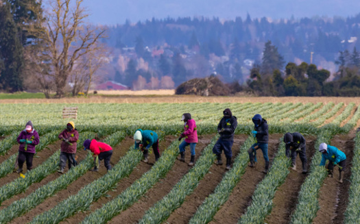 Workers harvest a field before the annual Skagit Valley Tulip Festival. (Jeff Huth/Adobe Stock)