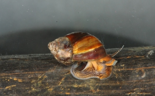 Several isolated populations have a low number of mudalia snails, which creates a risk of genetic problems and population loss. (Paul Johnson-Alabama Department of Conservation and Natural Resources)