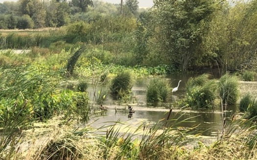 Birds are attracted to the Fernhill Wetlands in Forest Grove, Ore., where wastewater is treated naturally. (Bryn Nelson)