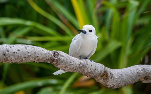The manu o ku, or white fairy tern, is among the thousands of bird species that have benefited from the U.S. Migratory Bird Treaty Act, a more than century-old federal law. (Adobe Stock)