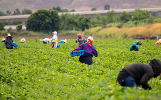 According to the Bureau of Labor Statistics, about 40 workers die every year from heat-related incidents but farmworker advocates said the number could be higher. (Adobe Stock)