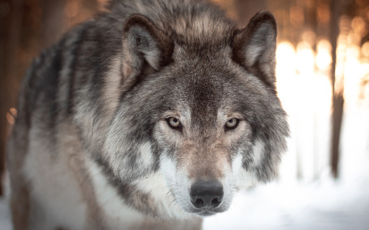 Gray wolf pack sizes range from two to 11 wolves. Most packs contain four to six individuals, according to the Washington Department of Fish and Wildlife. (Adobe Stock) 