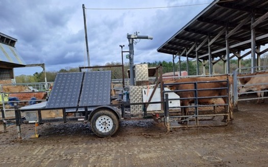 University of New Hampshire scientists are researching how the addition of plant-based essential oils called Agolin in cow feed can improve overall milk quality and production while decreasing a cow's emissions of methane, a potent greenhouse gas. (UNH)