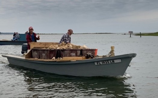 Local oyster harvesters help deploy limestone rock, a restoration material, for the Apalachicola Bay System Initiative oyster reef restoration experiments. (Courtesy FSU Coastal and Marine Laboratory)