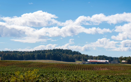 North Carolina is the sixth-largest producer of cotton in the United States. (Adobe Stock) 
