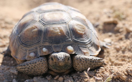 The Mojave Desert Tortoise is now listed as endangered in California, but is still listed as threatened under the federal Endangered Species Act. (Joanna Gilkeson/USFWS)