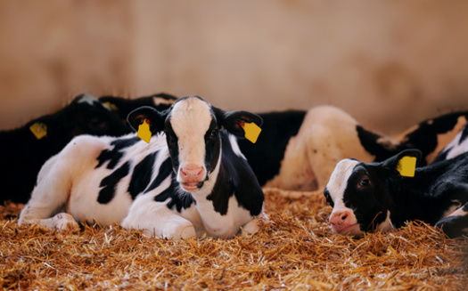 The USDA has identified bird flu among dairy cows on 41 farms in nine states. (Parilov/Adobestock)
