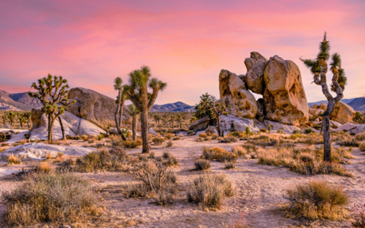 The new Public Lands Rule is designed to protect places such as Joshua Tree National Park, which is bordered by vast swaths of Bureau of Land Management land. (Dmitry/Adobestock)