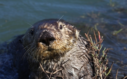 The southern resident sea otter was listed under the Endangered Species Act in 1977. The population went from just 50 animals in the 1930s to more than 3,000 today. (Lilian Carswell/USFWS)