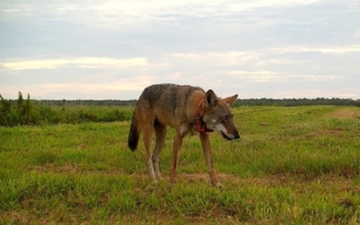 According to the U.S. Fish and Wildlife Service, red wolves were first listed as endangered in 1967, and are currently listed as endangered under the Endangered Species Act of 1973. (Adobe Stock)<br />