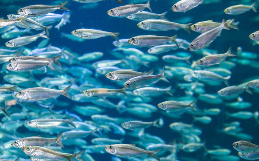 The latest Living Planet Index report finds freshwater migratory fish saw an average 81% collapse in monitored population sizes between 1970 and 2020. This includes massive declines in Latin America, the Caribbean and Europe. (Adobe Stock)
