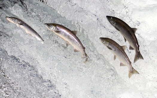 The World Wildlife Fund's Living Planet Index details the ways that migratory freshwater fish species are under threat from habitat loss, exploitation, pollution and climate change. (Adobe Stock)  The World Wildlife Fund's Living Planet Index details the ways that migratory freshwater fish species are under threat from habitat loss, exploitation, pollution and climate change. (Adobe Stock)