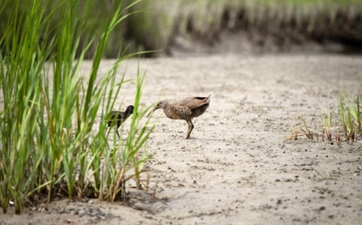 Clapper rails find food, shelter and a place to raise their young in the highly productive South Carolina salt marsh habitat. (South Carolina Department of Natural Resources)