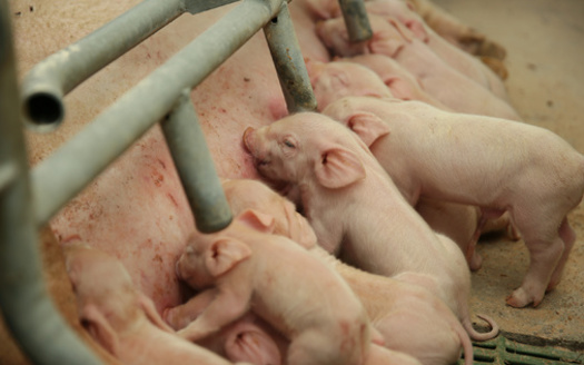 Around 97% of the Utah hog inventory is on farms with 5,000 or more hogs, according to the National Pork Producers Council. (Adobe Stock)