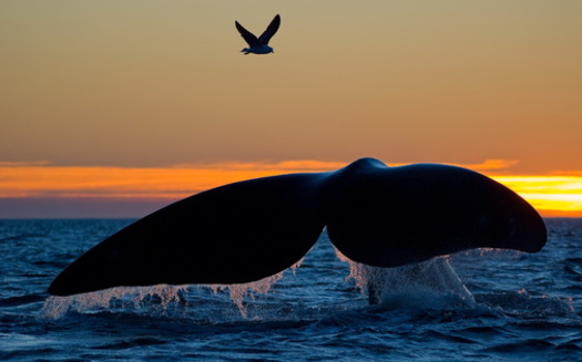 The United Nations Food and Agriculture Organization estimated up to 89.5% of the world's fish stocks are exploited at or beyond their maximum sustainable levels. (Adobe Stock)