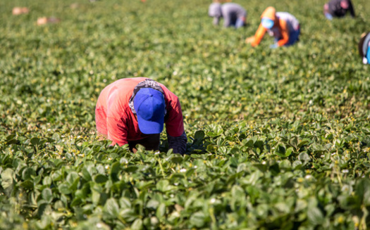 Farmworkers laboring in extreme heat are at risk of heatstroke or even death. (F Armstrong Photo/Adobe Stock)