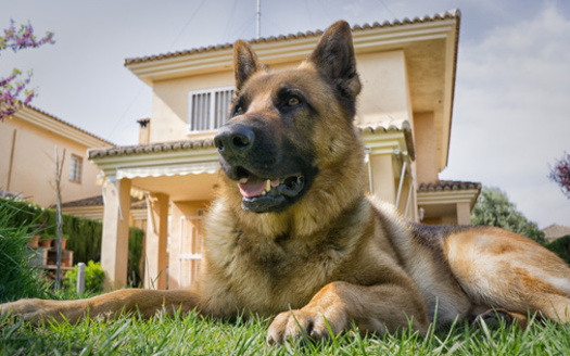 According to a survey by SafeWise.com, 42% of New Mexicans rely on guard dogs to protect their property while 36% use security cameras. (RobertWilson/AdobeStock)