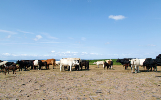 In 2022, officials blamed a heatwave for killing thousands of cattle in southwest Kansas. (JackieDavies/AdobeStock)