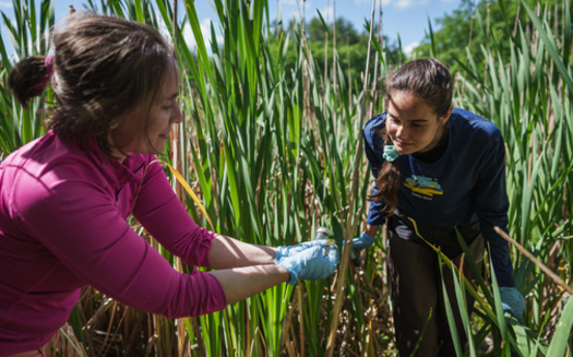 Researchers Anna O'Brien, left, and Ciana Lazu examine a sample of duckweed found at Mill Pond in Durham, New Hampshire. (UNH Marketing)