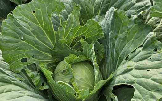 Cherokee Health Systems serves East Tennessee and its surrounding counties through 19 health centers,<br />telehealth services and a mobile unit.  (Cherokee Health Systems)<br />