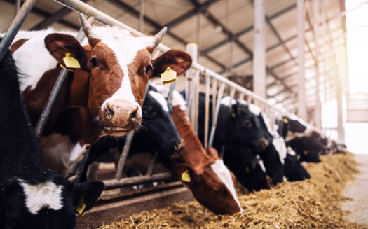 The Biden administration has released a Methane Emissions Reduction Action Plan, describing how programs funded by the Farm Bill should adopt practices to improve manure management and substantially reduce methane emissions from livestock, which contribute to climate change. (Adobe Stock)<br />