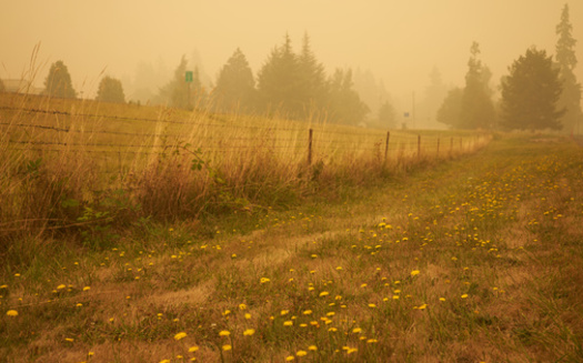 Research shows increased smoke in the air can have varying effects on the growth of crops such as wheat. (Adobe Stock)