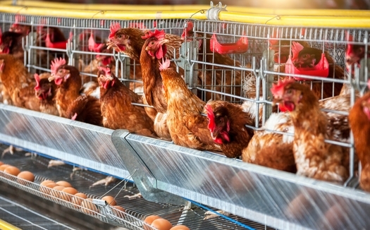 Animal rights groups point to commercial egg production facilities leaving hens in cages 24/7 as 