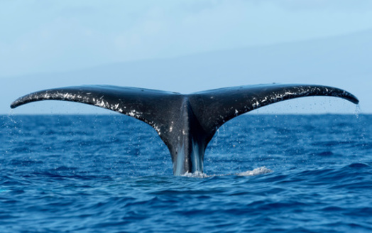 More than 300,000 whales and dolphins die annually due to entanglement in fishing gear, with additional unknown numbers also entangled in marine debris, according to the International Whaling Commission. (Adobe Stock)<br /><br />