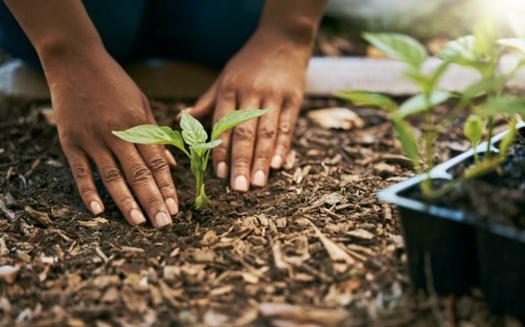 Black American farmers lost more than $300 billion worth of land in the 20th century, in part due to the USDA's discriminatory practices. (Lou W/peopleimages.com/Adobe Stock)