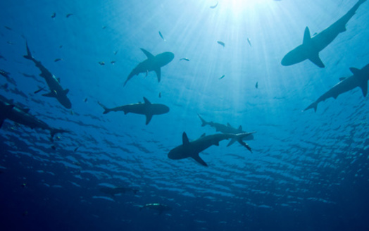 By analyzing DNA from shark-bitten fish caught by charter boats, scientists determined that sandbar and bull sharks are the primary culprits behind these attacks. (Adobe)