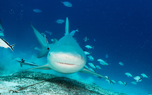 Populations of some shark species have recovered from overfishing thanks to conservation efforts by NOAA Fisheries under the Magnuson-Stevens Act. (Adobe Stock) 