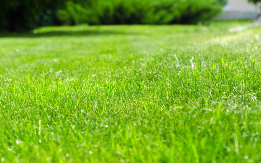The Washington County Water Conservancy District in Utah pays property owners a rebate of $2 for each square foot of grass up to 5,000 square feet, and $1 per square foot for more than 5,000 square feet that are removed and replaced with water-efficient landscaping. (Adobe Stock)