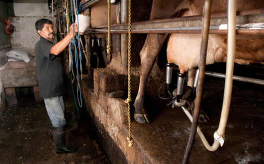 Human symptoms of U.S. avian influenza cases to date include conjunctivitis, mild respiratory symptoms and some increased lethargy, according to Crystal Heath of Our Honor. (Scott Griesel/Adobe Stock)