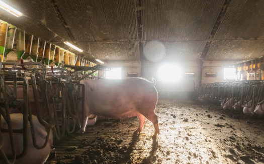 The industry group Illinois Pork Producers reported hog production and processing supports nearly 58,000 jobs in the state. (Adobe Stock)