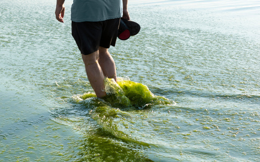 The 2014 water crisis due to algal blooms had an economic impact of around $65 million. (Elena/Adobe Stock)