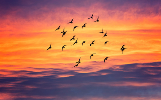 People are asked to turn off all non-essential lights from 11:00 p.m. to 6:00 a.m. each night during migration season. (babaroga/Adobe Stock)