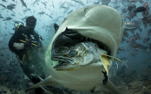 Populations of some shark species have recovered from overfishing thanks to conservation efforts by NOAA Fisheries under the Magnuson-Stevens Act. (Adobe Stock) 