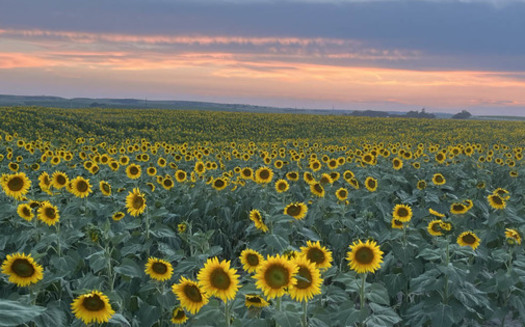 A field of sunflowers is shown on fourth-generation Koelling land in Ord, Nebraska. The Koellings grew their sunflower oil business with the help of the USDA's Rural Energy for America Program. (Photo courtesy of Alan Koelling, Simply Sunflowers)