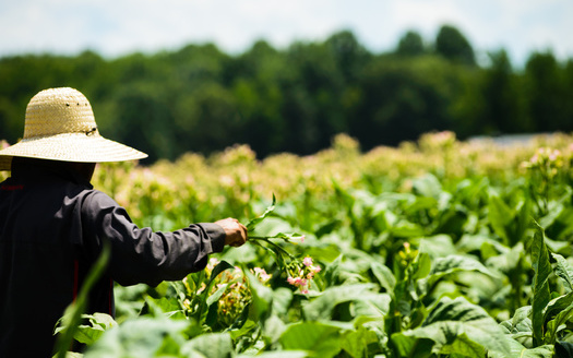 Last year, the U.S government issued more than 300,000 visas for migrant agrucultural producers around the world. (Ralph/Adobe Stock)