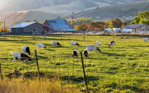 According to the Center for American Progress, Black farms today are much smaller on average, representing just 0.4% of all farm acreage. (John Coles / Adobe Stock)