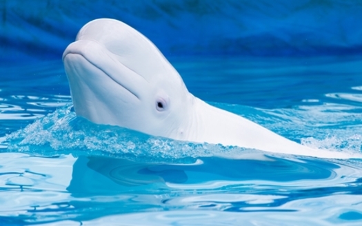 The most recent estimate by the National Oceanic and Atmospheric Administration for Cook Inlet beluga whales is 331 individual animals, down from 1,300 in 1979. (Adobe Stock)