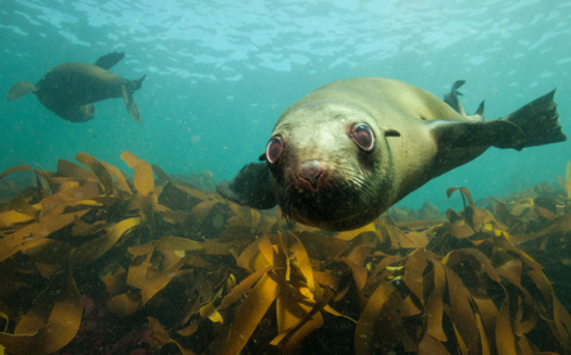 Scientists say a major shift in ocean currents has helped increase the rate of warming in the Gulf of Maine to triple that of the world's oceans with annual average sea temperature now more than 1.9�F above normal. (Adobe Stock)<br />