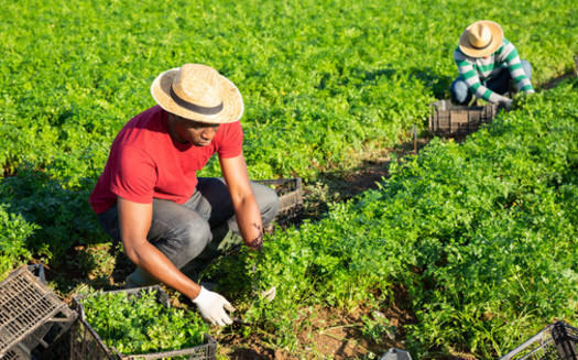 The recipients of the USDA's Discrimination Financial Assistance Program include more than 23,000 individuals who have operated farms or ranches, receiving assistance up to $500,000. (JackF/Adobe Stock)<br />